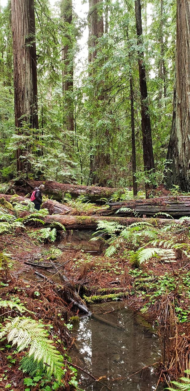 Albino Redwoods