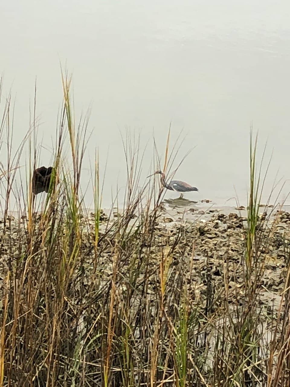 Living Shoreline Project