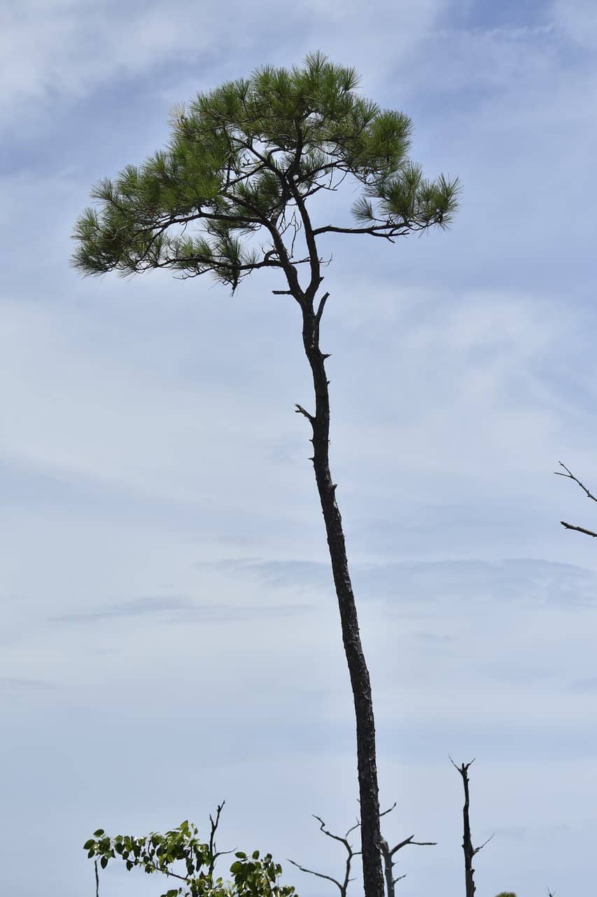 Vertical photo