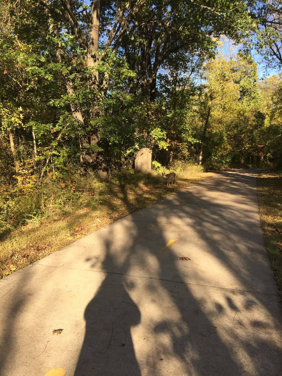 Disc Golf Course