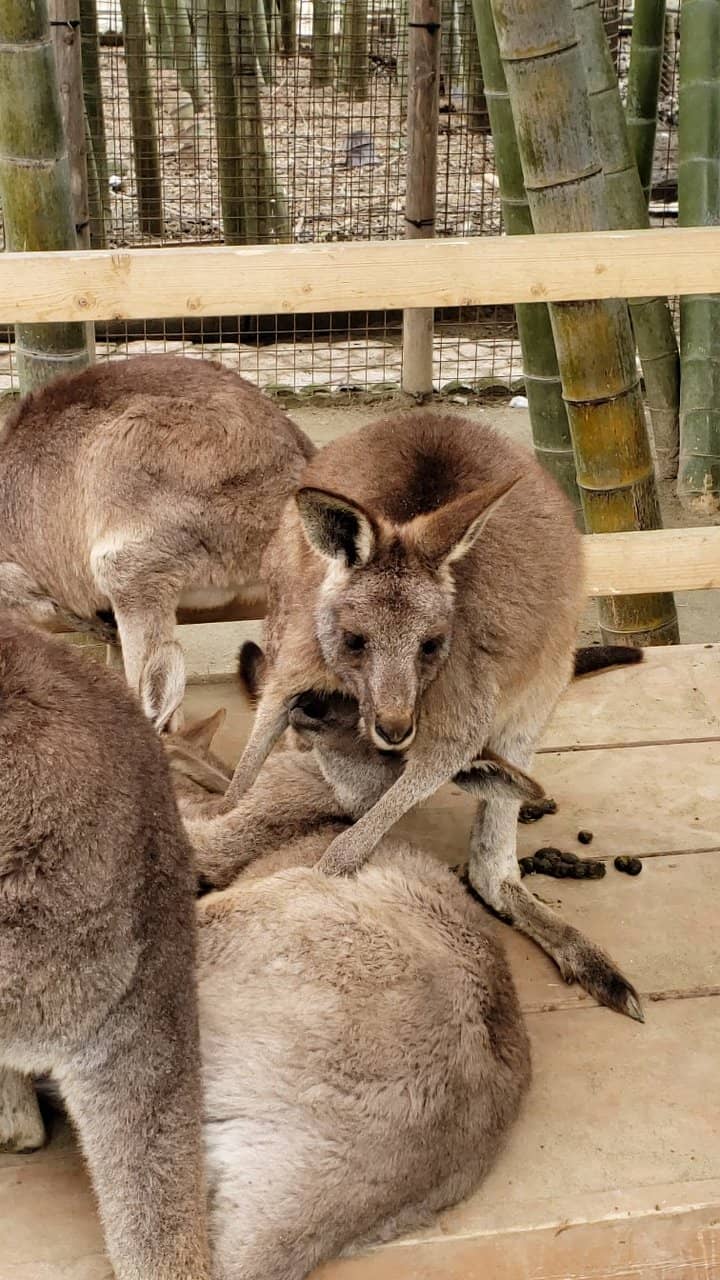 Lemur Encounters