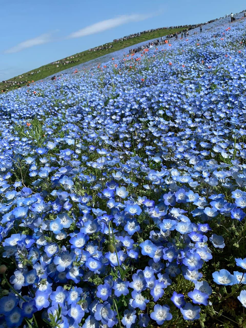 Nemophila Sea