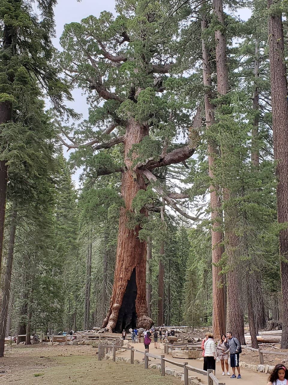California Tunnel Tree