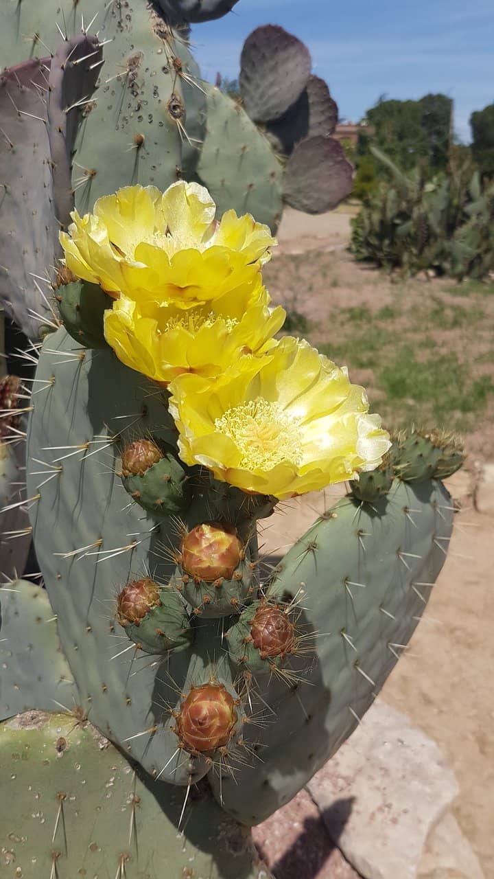University of Lleida Students' Care