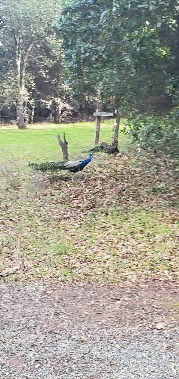 Peacock Encounters