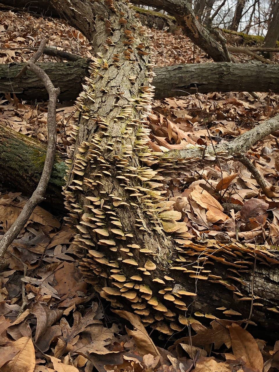 Paved Forest Trails