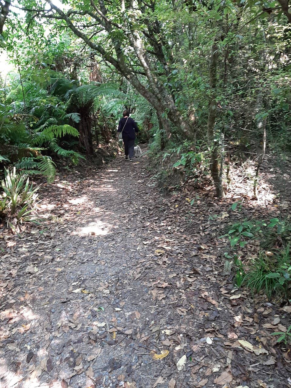 Giant Rimu Trees
