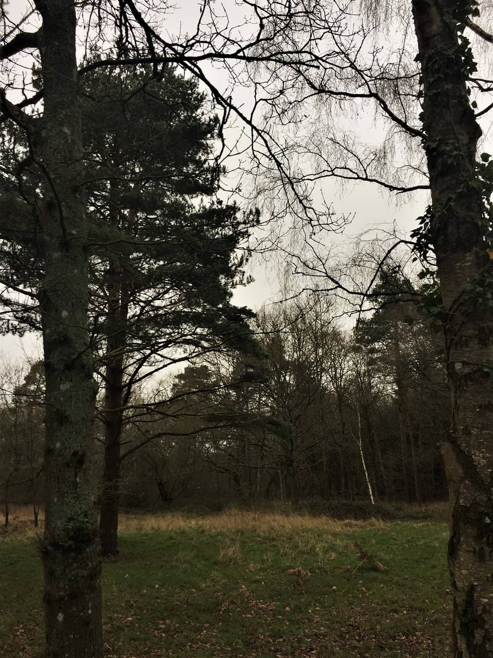 Nature's Blanket
