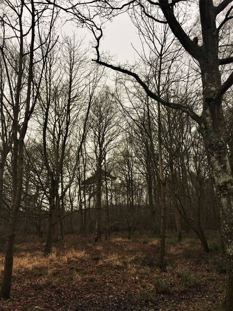Woodland Trails