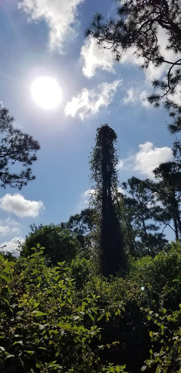 Interpretive Signage