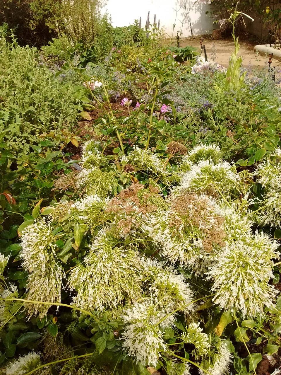 The Herb Shop's Remedies