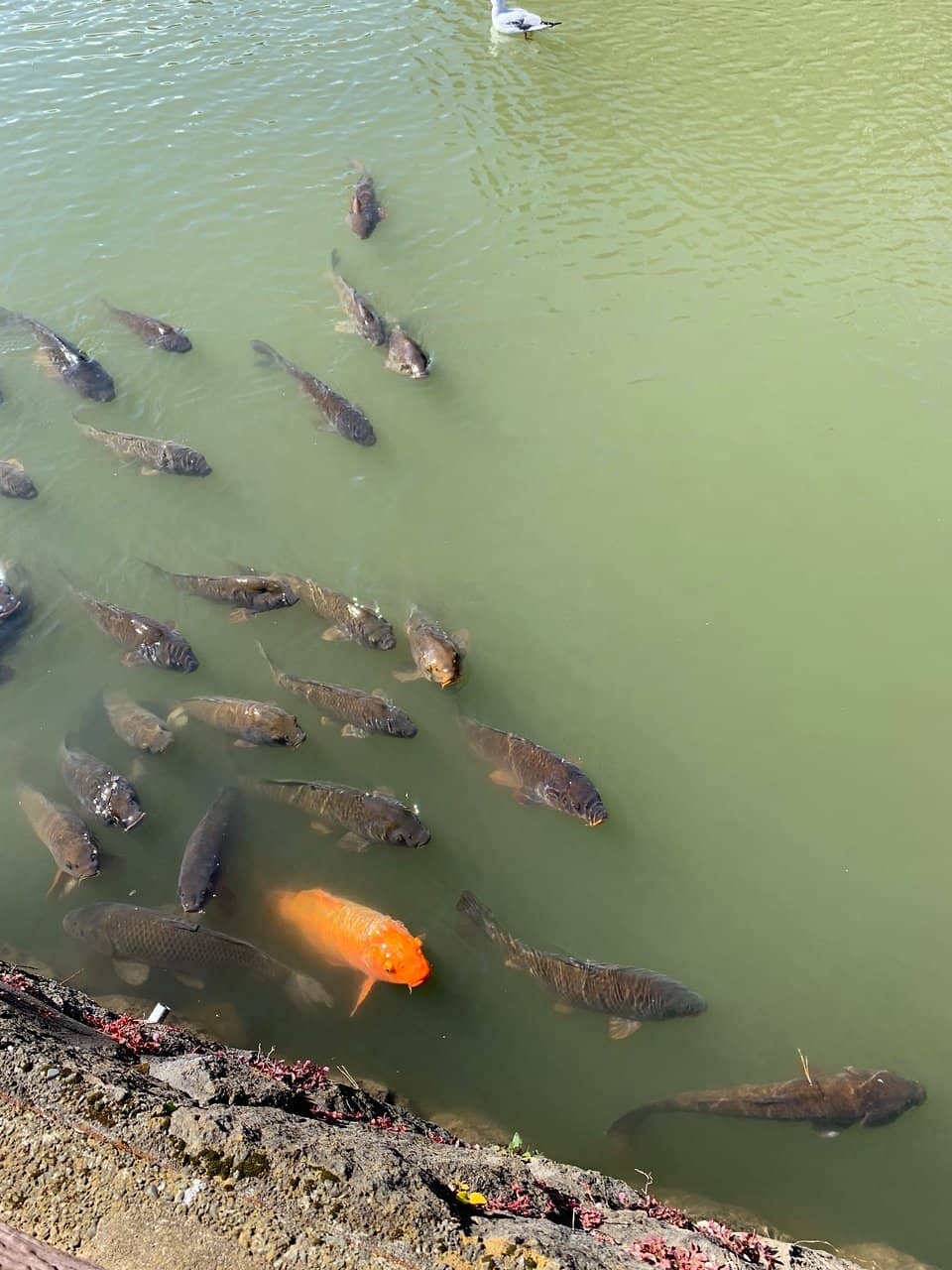 Ninja and Samurai Experiences