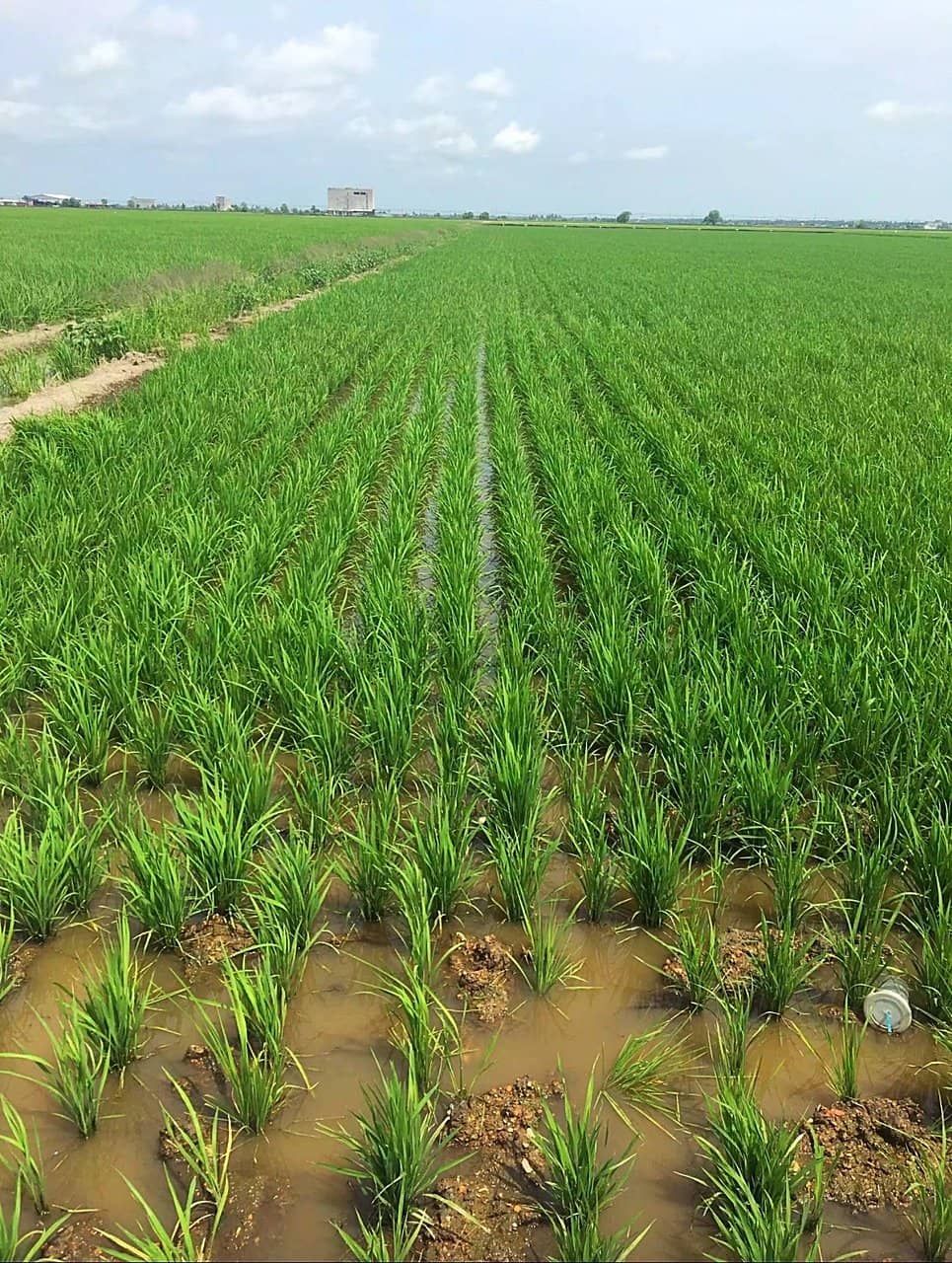 Rice Processing Insights