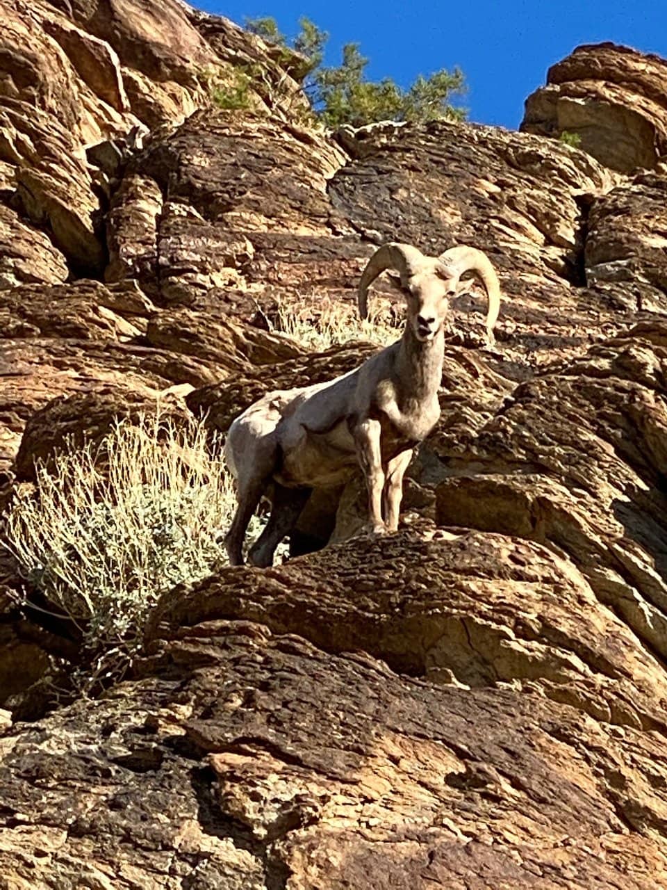 Wildlife Encounters