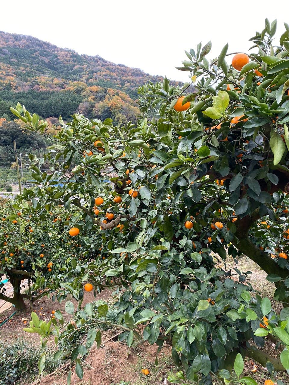 Strawberry Picking