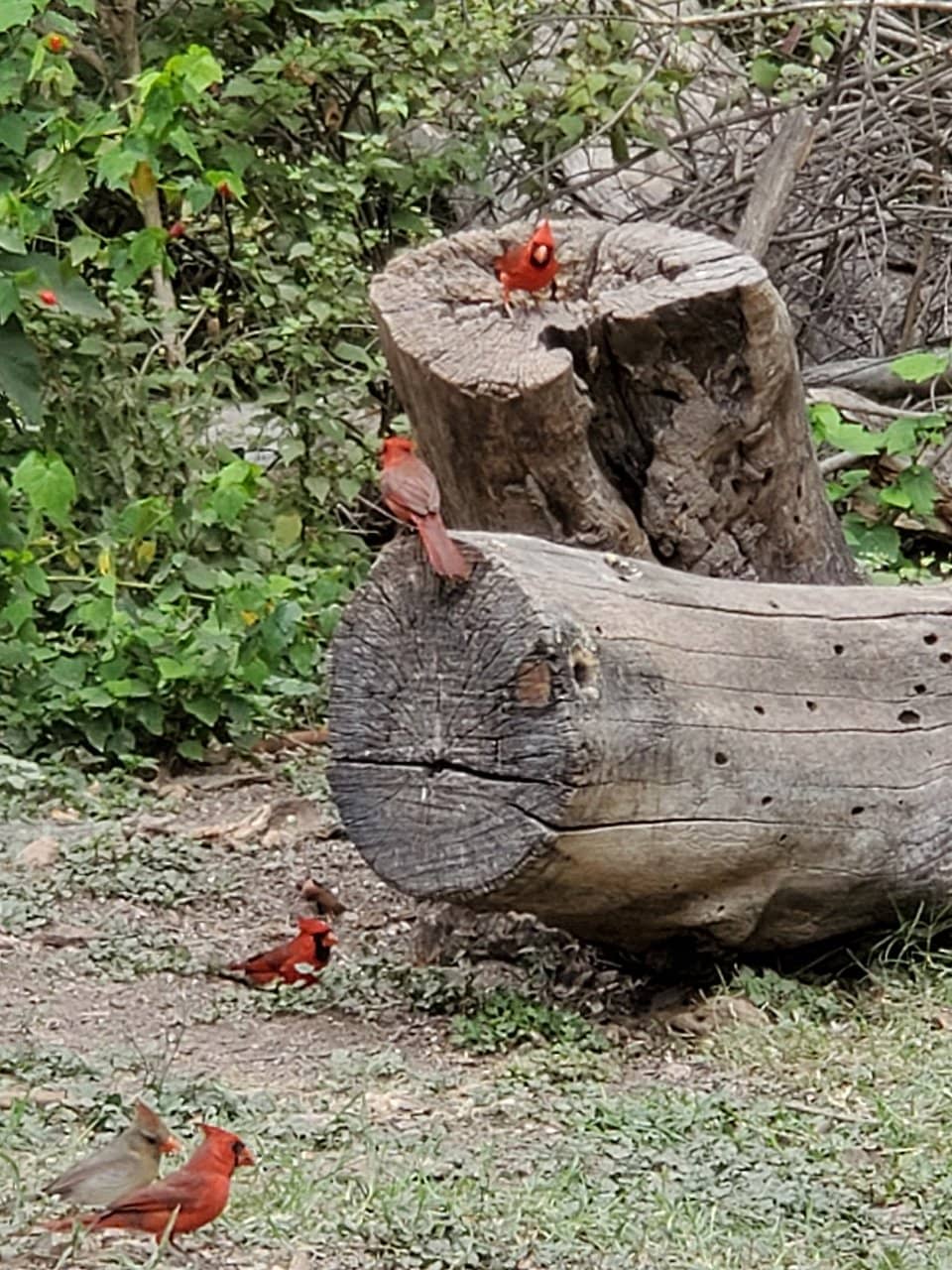 Wildlife Trails
