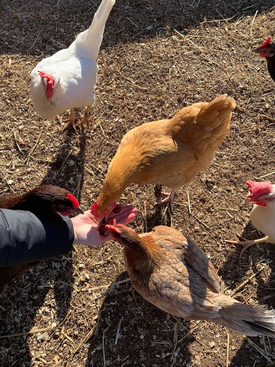 Scenic Walking Paths