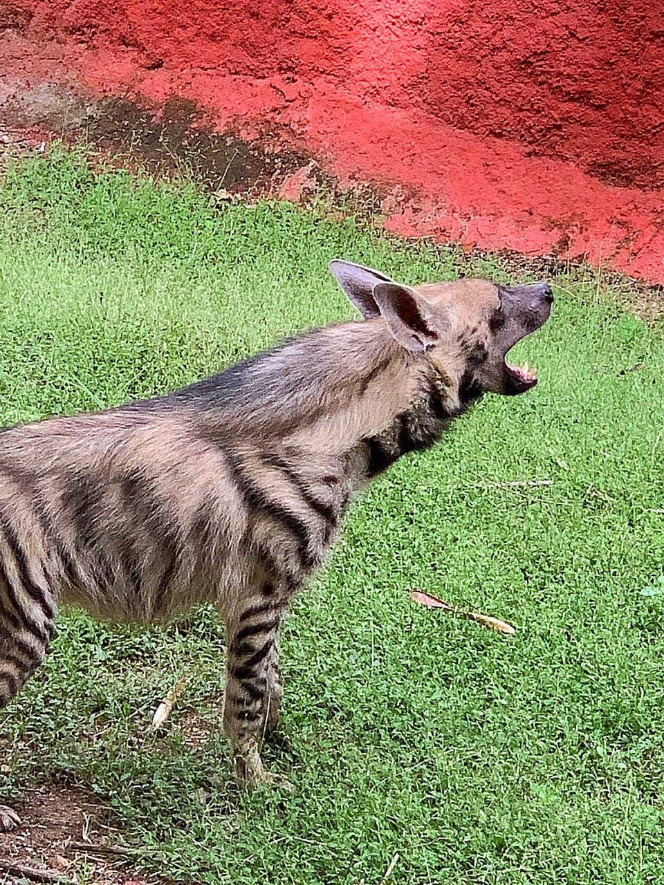 Jungle Safari Adventure