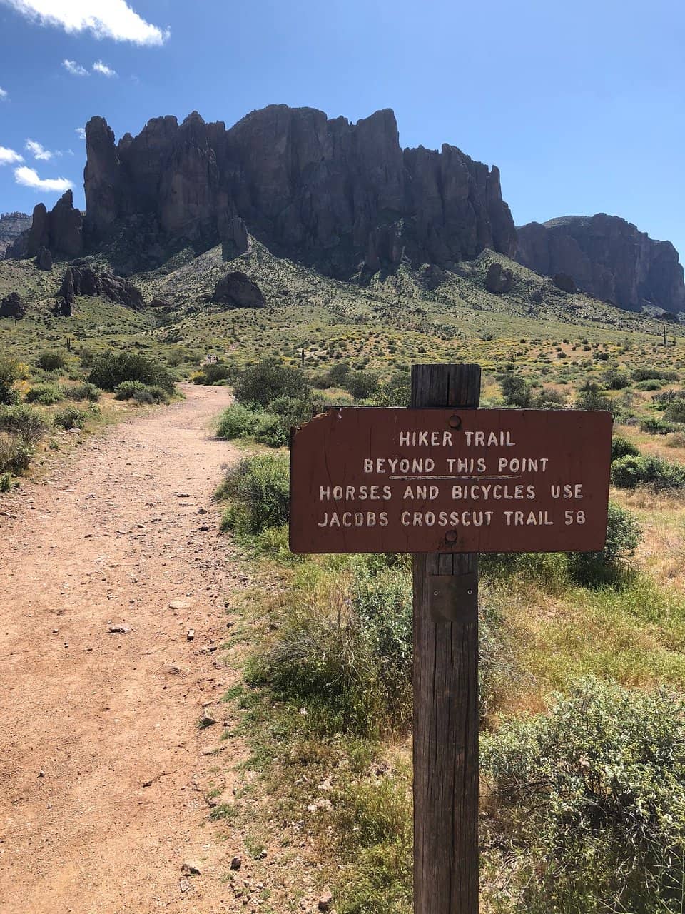 Desert Flora & Fauna