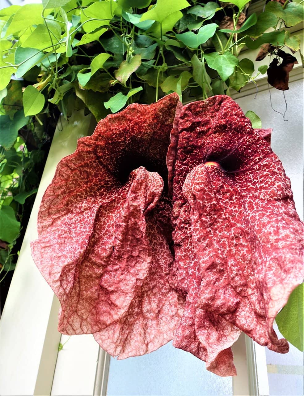 Victorian Glasshouses