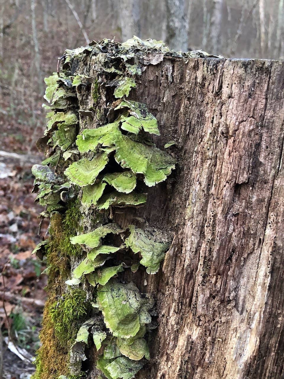 Wooded Trails & Foliage