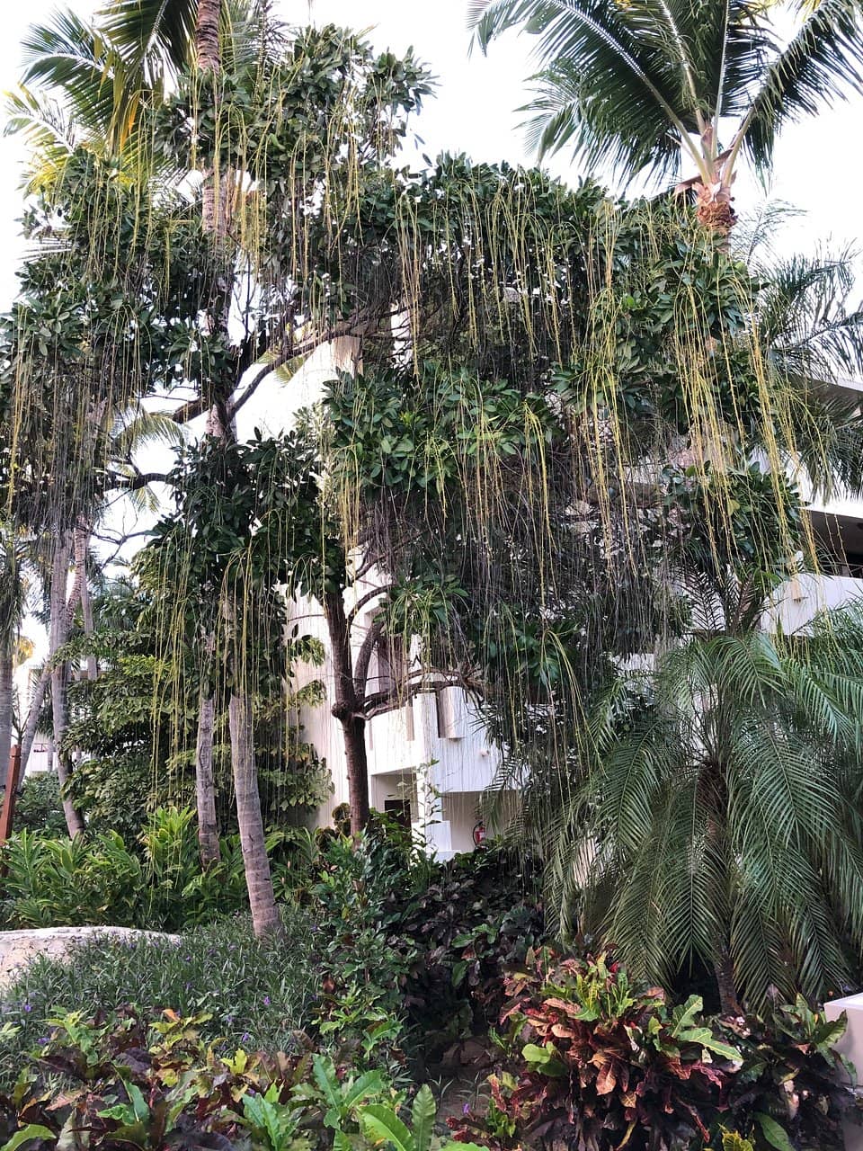 Beautiful Tropical Gardens