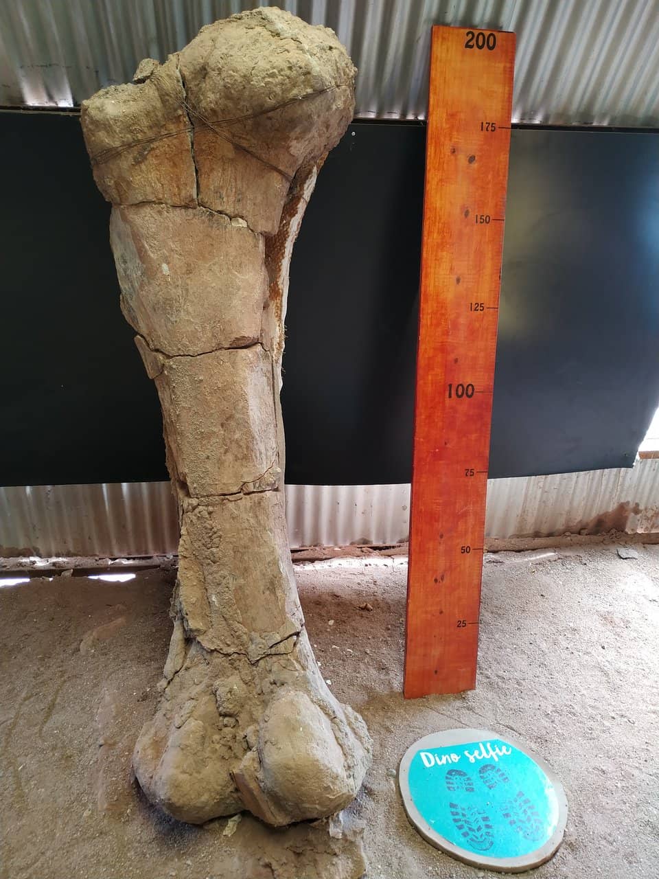 On-Site Fossil Museum