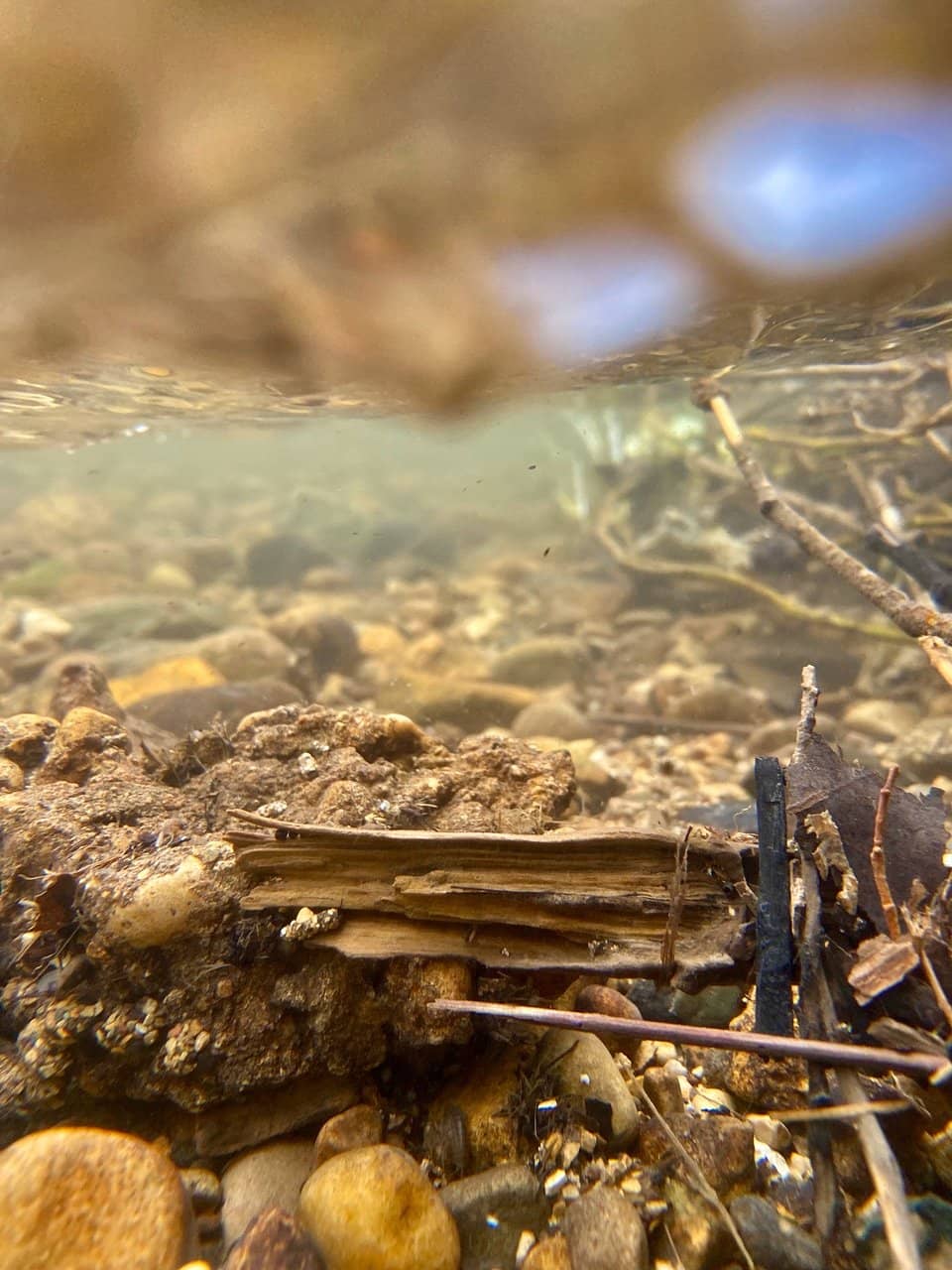 Boardwalk Through Nature