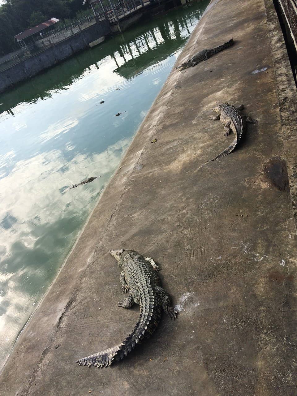 Interactive Feeding Frenzy