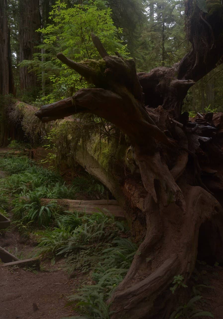 Forest Bathing Experience