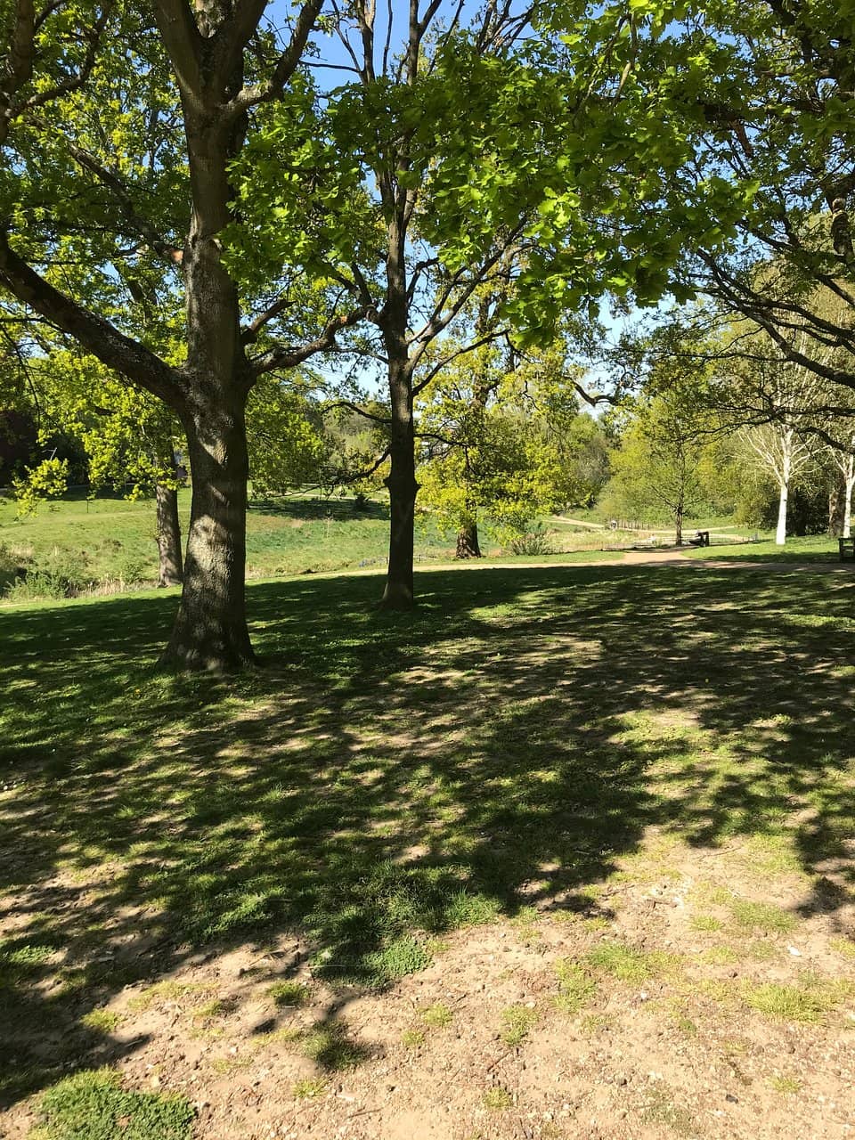 The Pond and Wells
