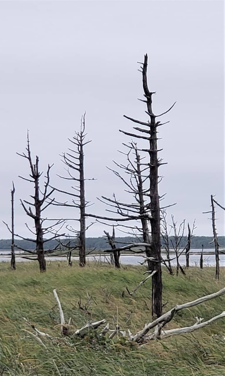 Windswept Coastal Trails