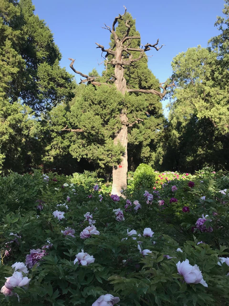 Springtime Blooms