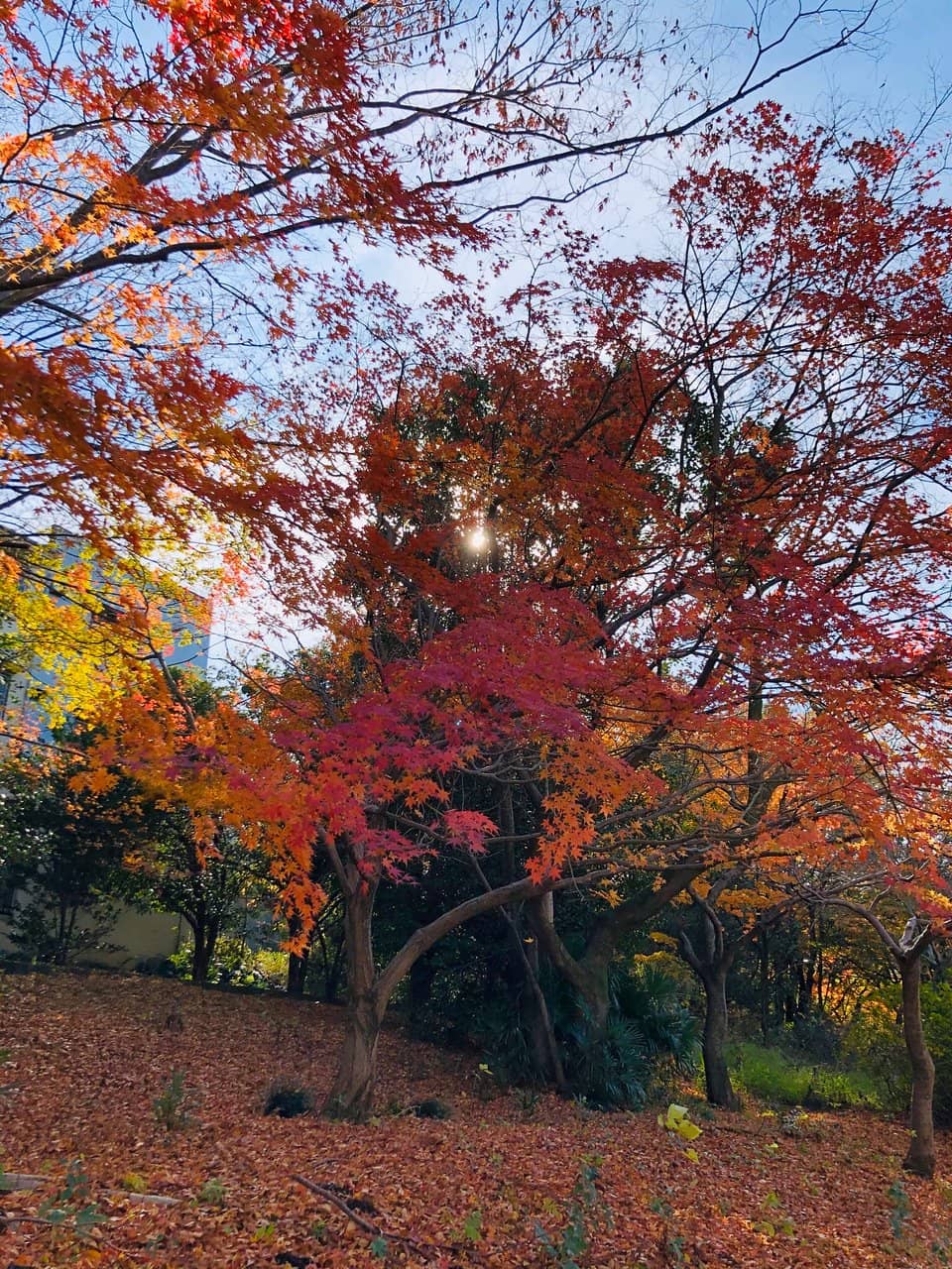 Wild Bird Observation Sanctuary