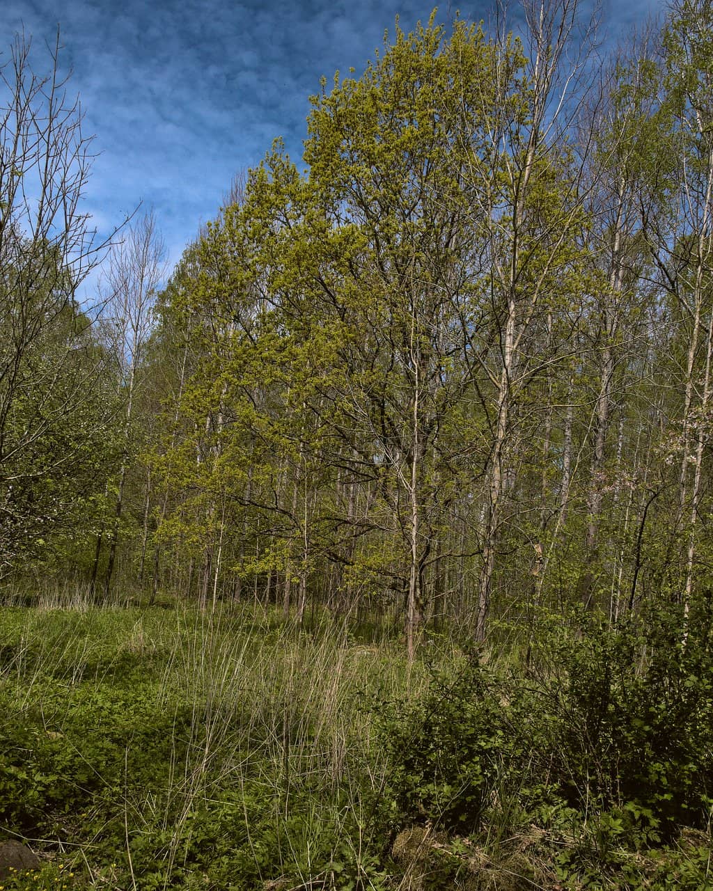 Gardens & Playgrounds