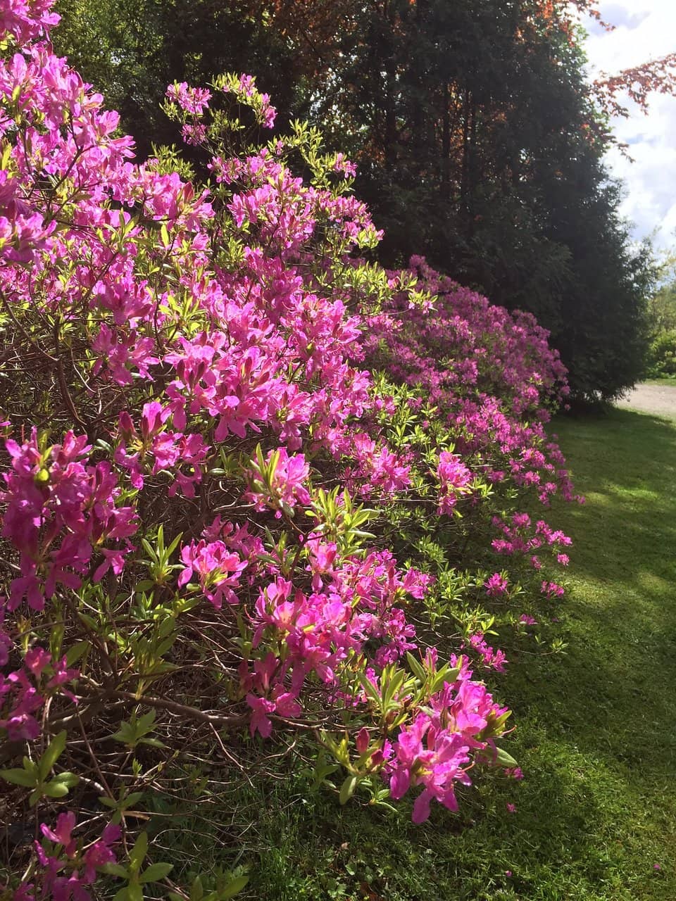 Lush Gardens & Green Spaces