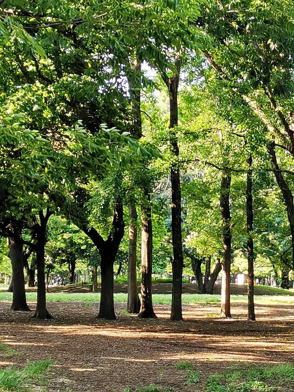 Cherry Blossom Spectacle
