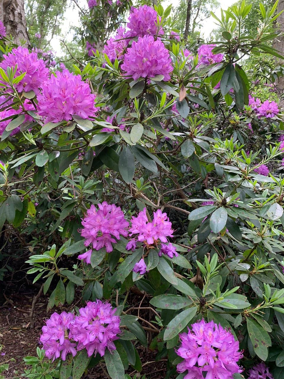Abundant Wildlife