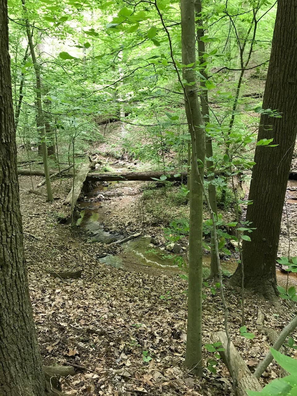 Wildflower Trails