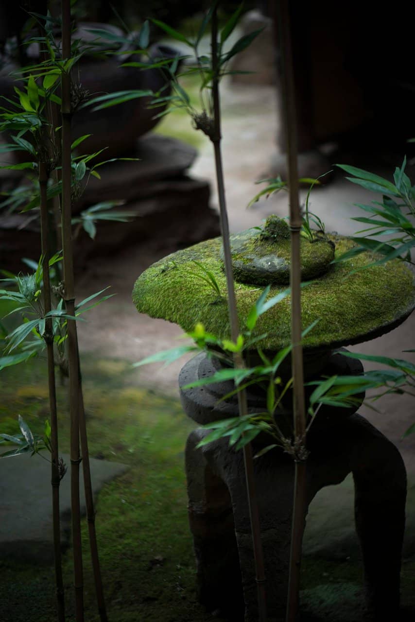 Serene Garden Ambiance