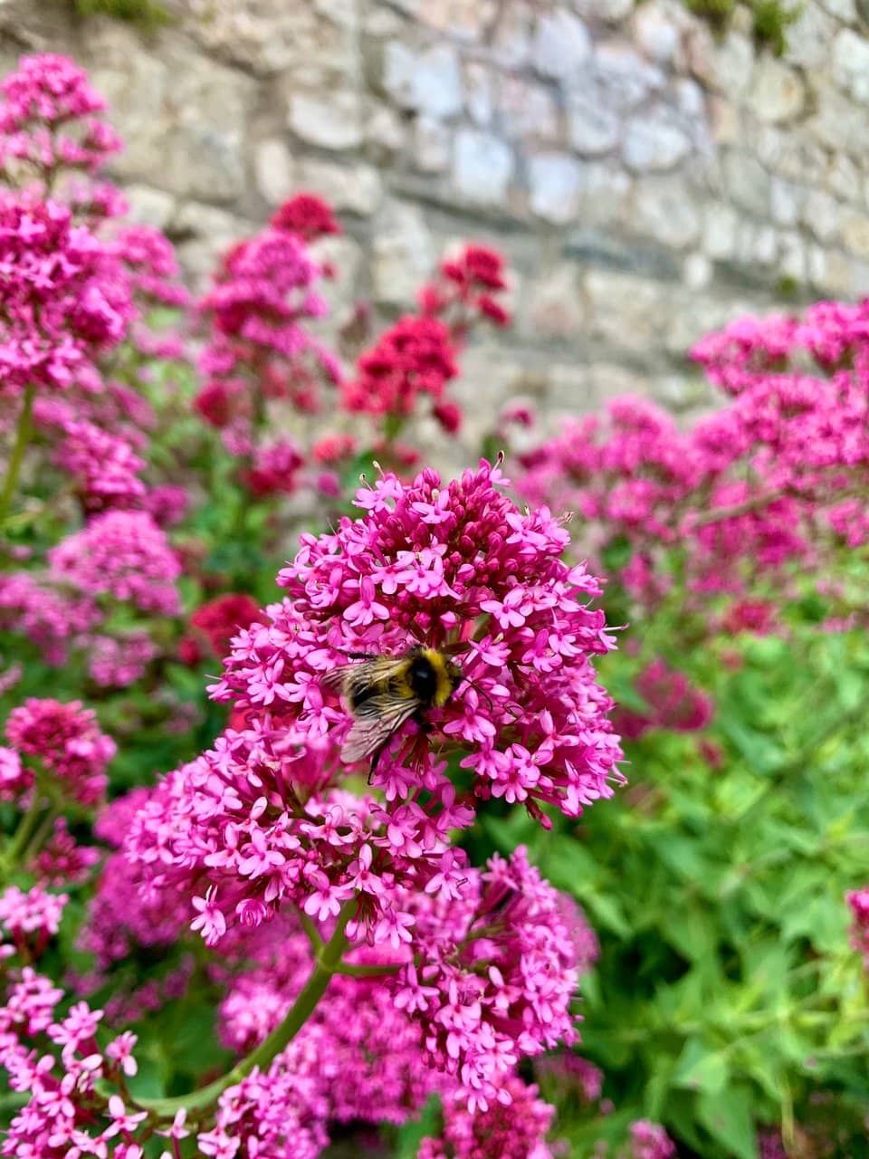 Bryn Euryn Summit Trig Point