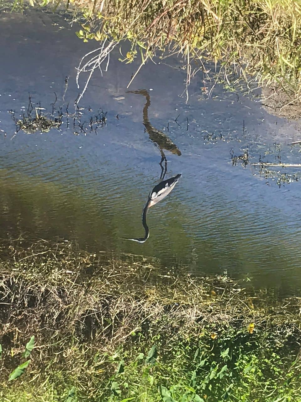 Shaded Oak Hammock Trails