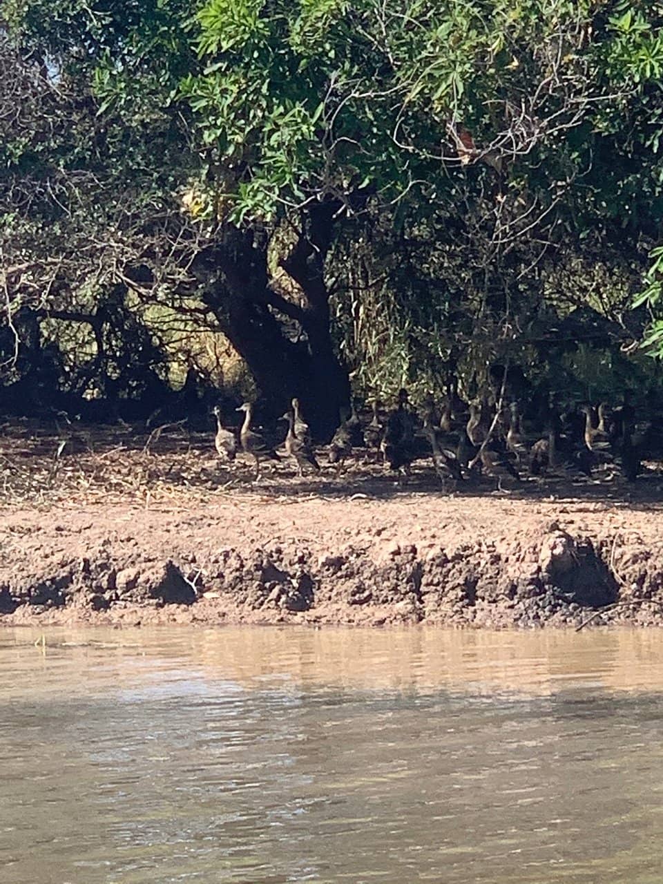 Abundant Birdlife