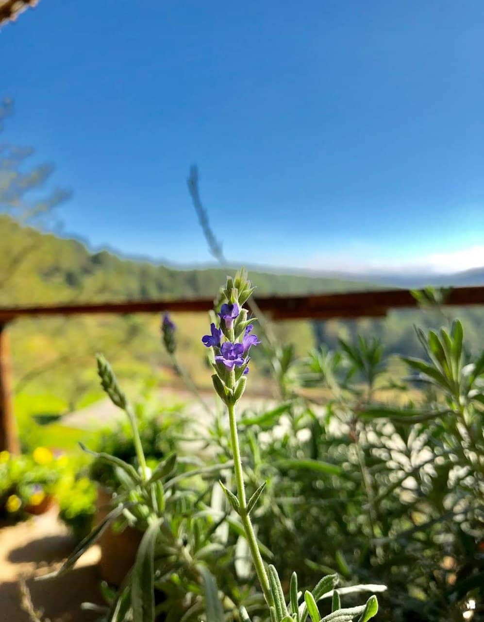 Tuyen Lam Lake Views