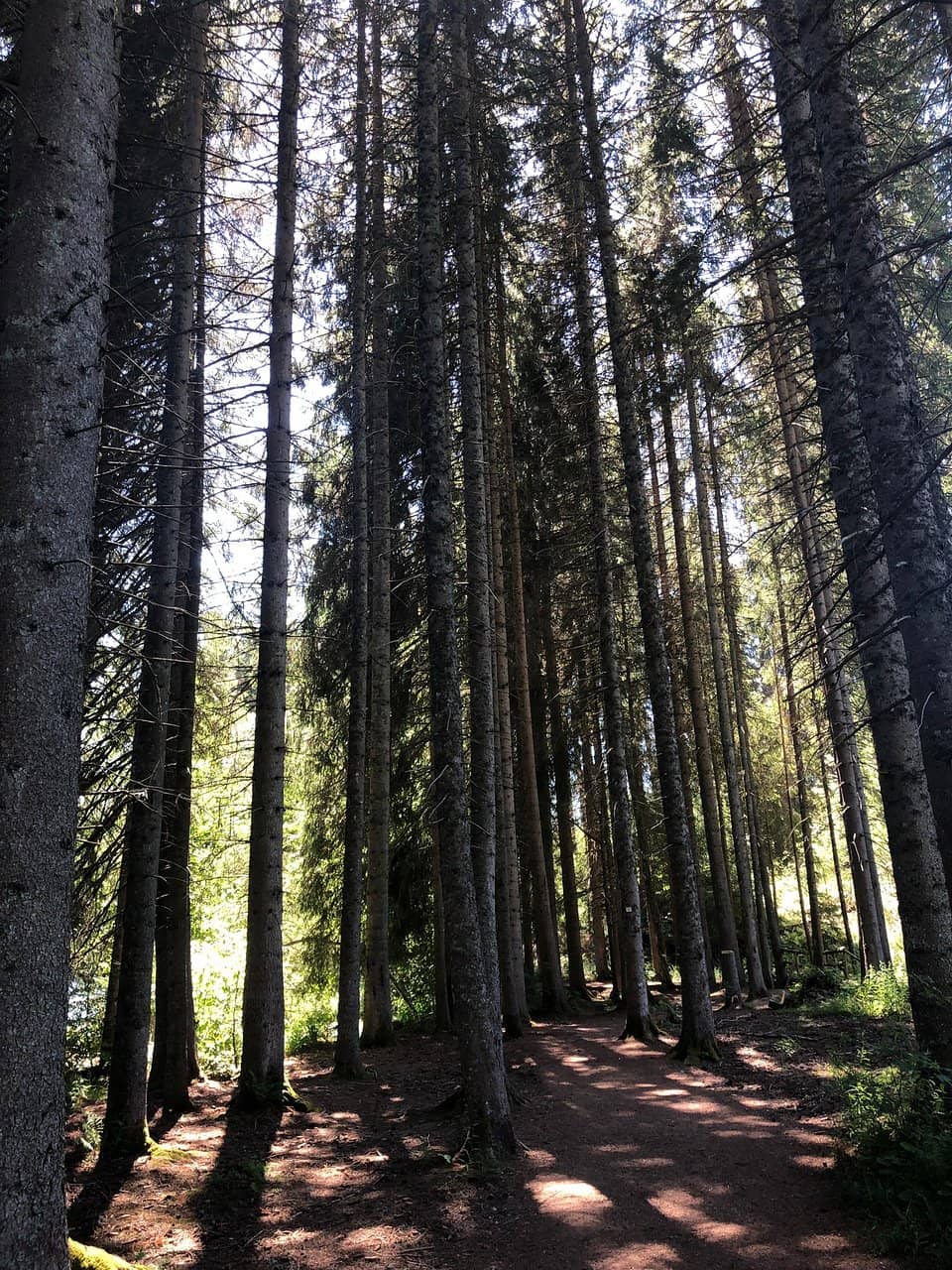 Nature Walk Loop