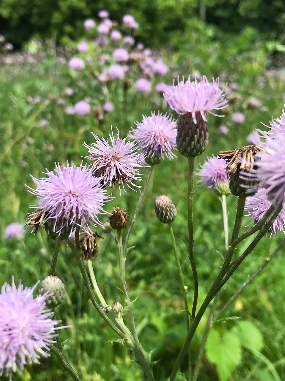 Mountain Biking Adventures