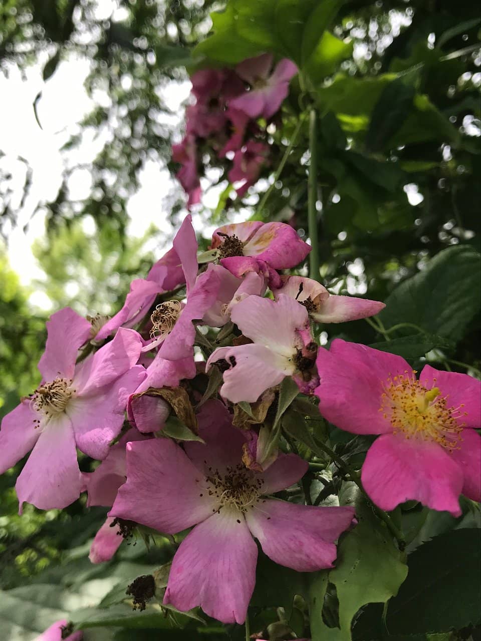 Pristine Ponds and River