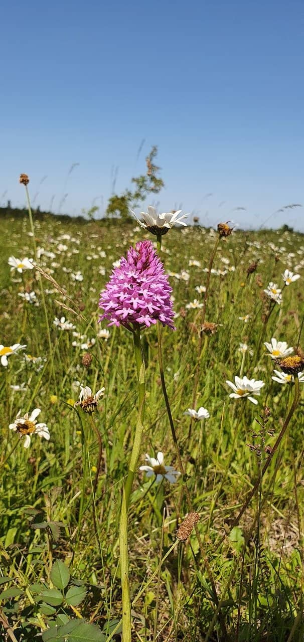 Wildflower & Wildlife Spotting