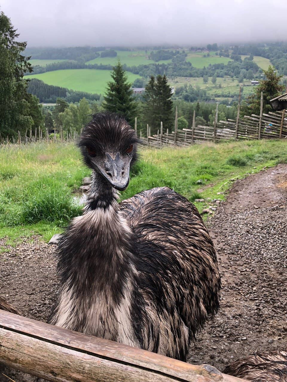 Climbing Course Thrills
