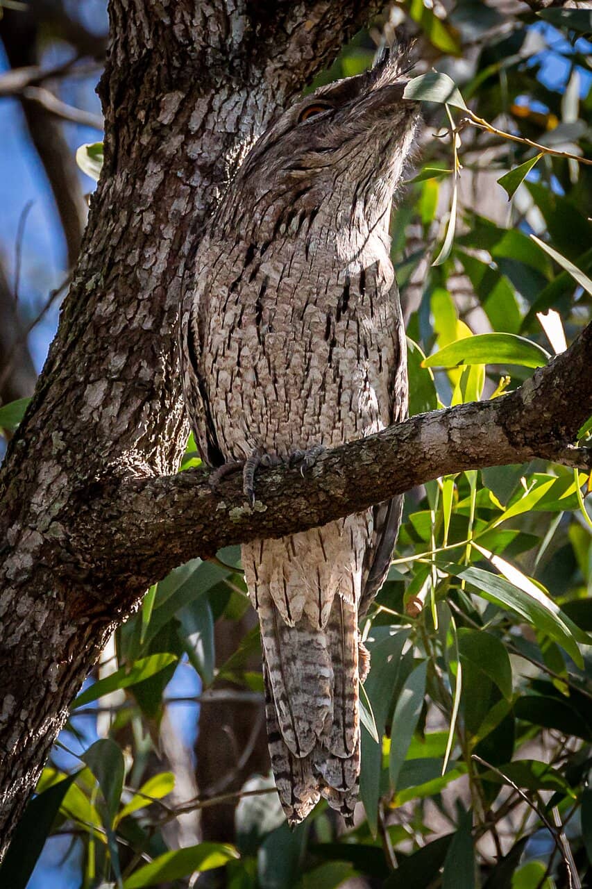 Boondall Wetlands Environment Centre
